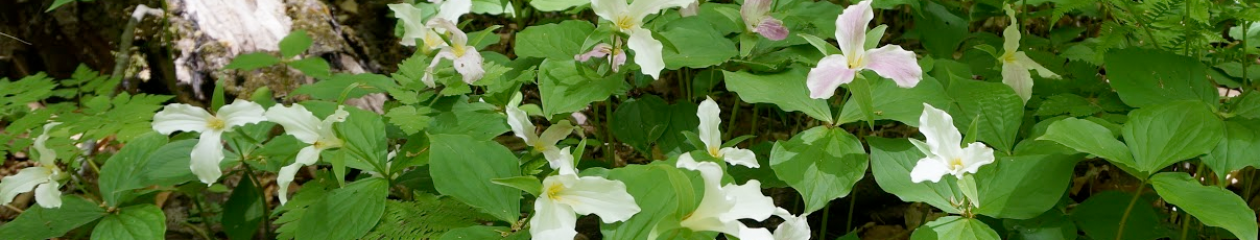 Trillium Care Group